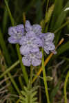 Prairie phacelia